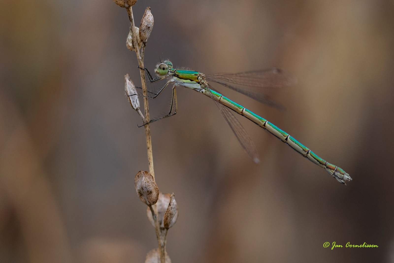 Tengere pantserjuffer ♀ - Lestes virens ssp. vestalis (Pelt,B) 2020