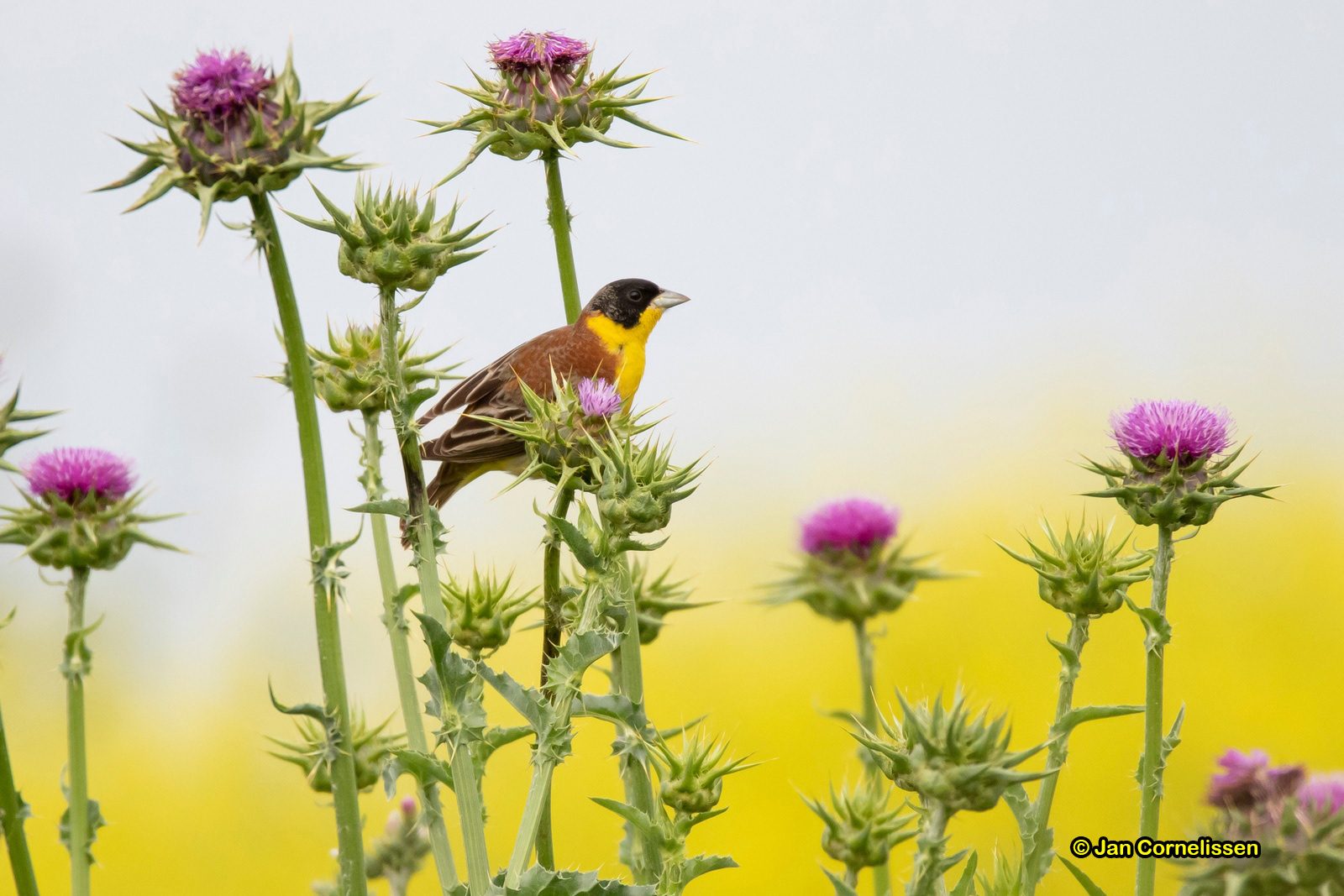 Zwartkopgors - Black-headed Bunting - Emberiza melanocephala (zoutpannen bij Porto Lagos, GR), 8-5-2019