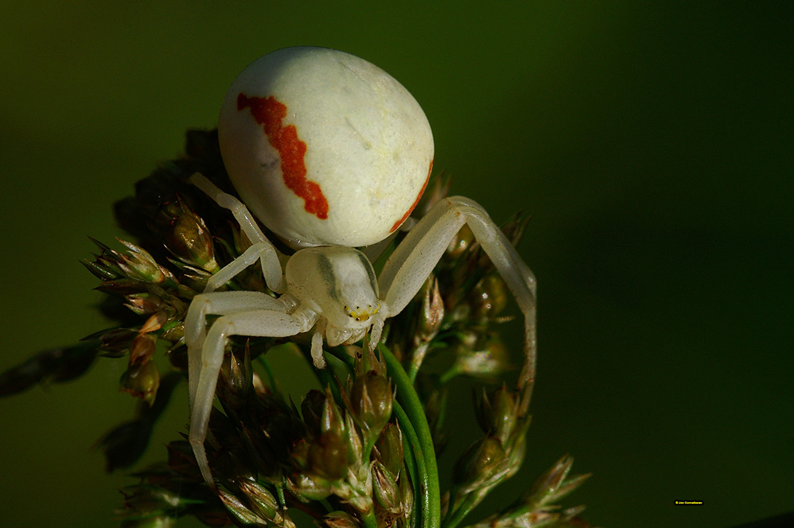 Gewone kameleonspin - Misumena vatia (Bree, B) 2007