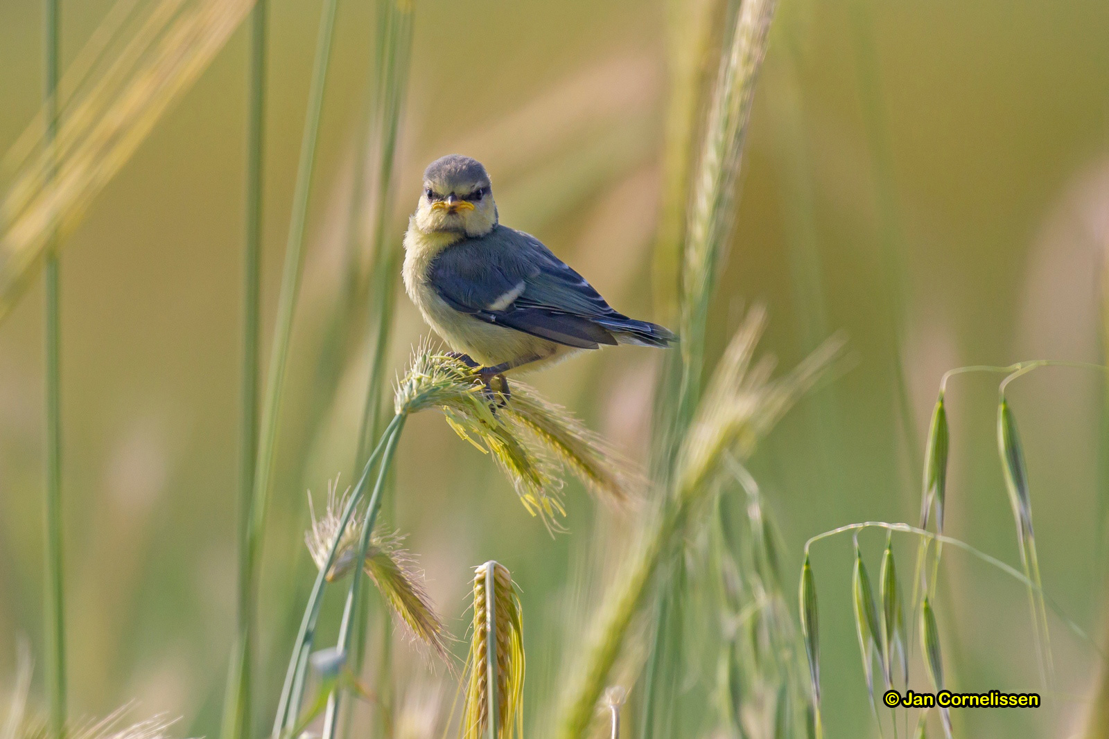 Pimpelmees - Blue Tit - Parus caeruleus