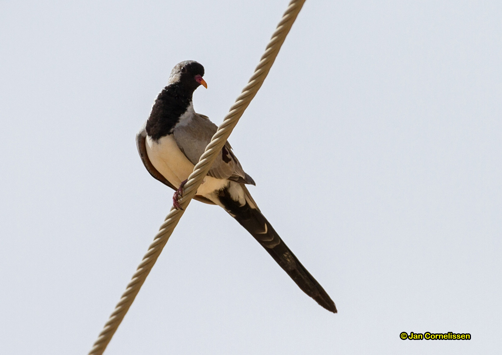 Maskerduif - Namaqua Dove - Oena capensis