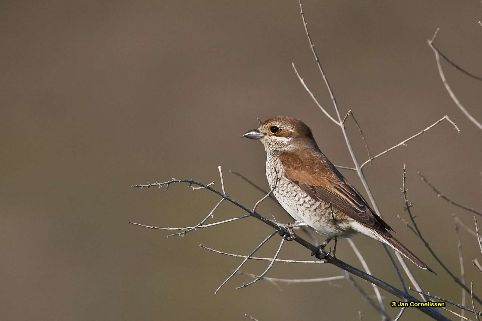 Grauwe klauwier ♀ - Red-backed Shrike - Lanius collurio