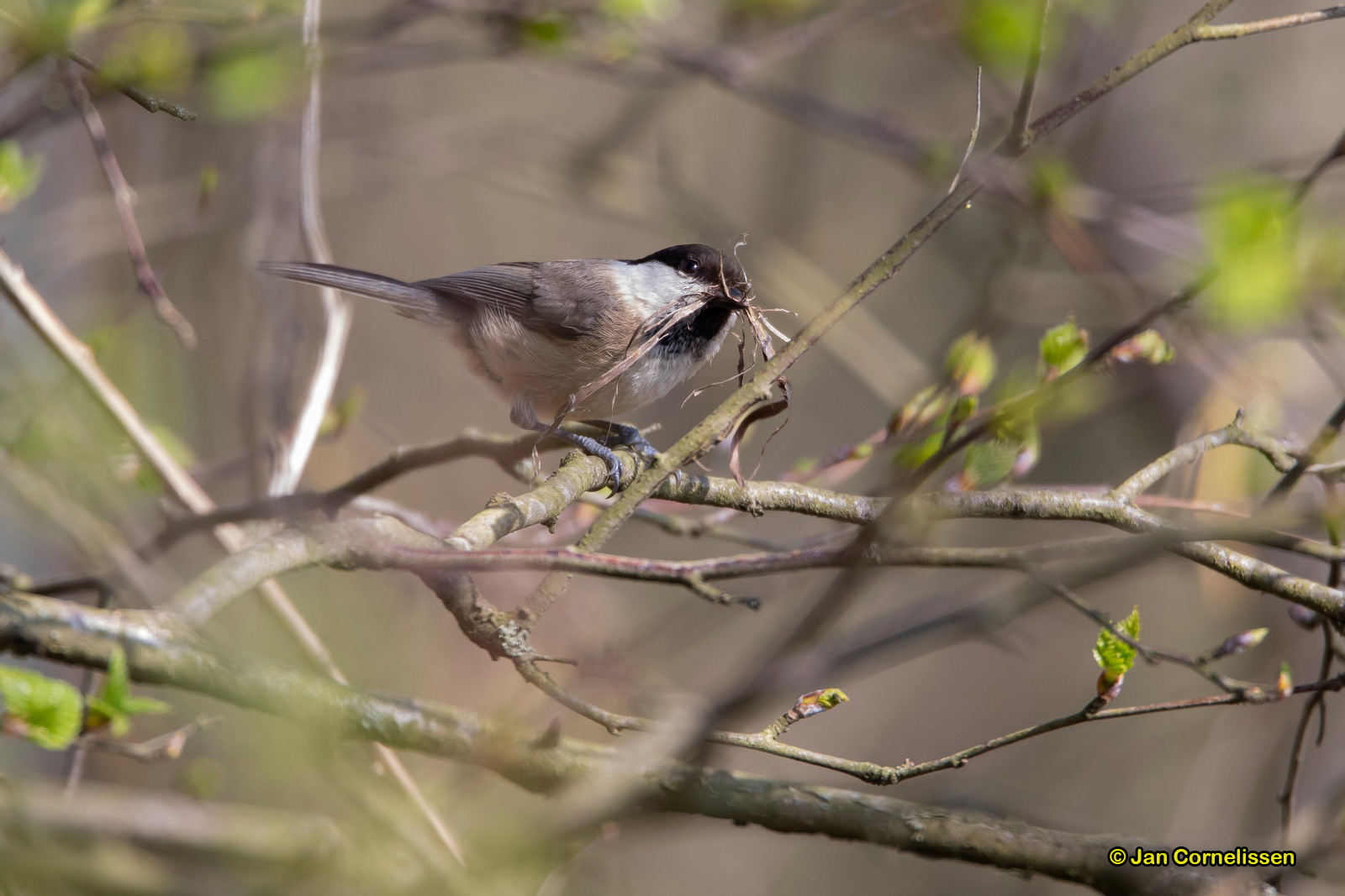 Matkop - Willow Tit - Parus montanus (Pelt, B)