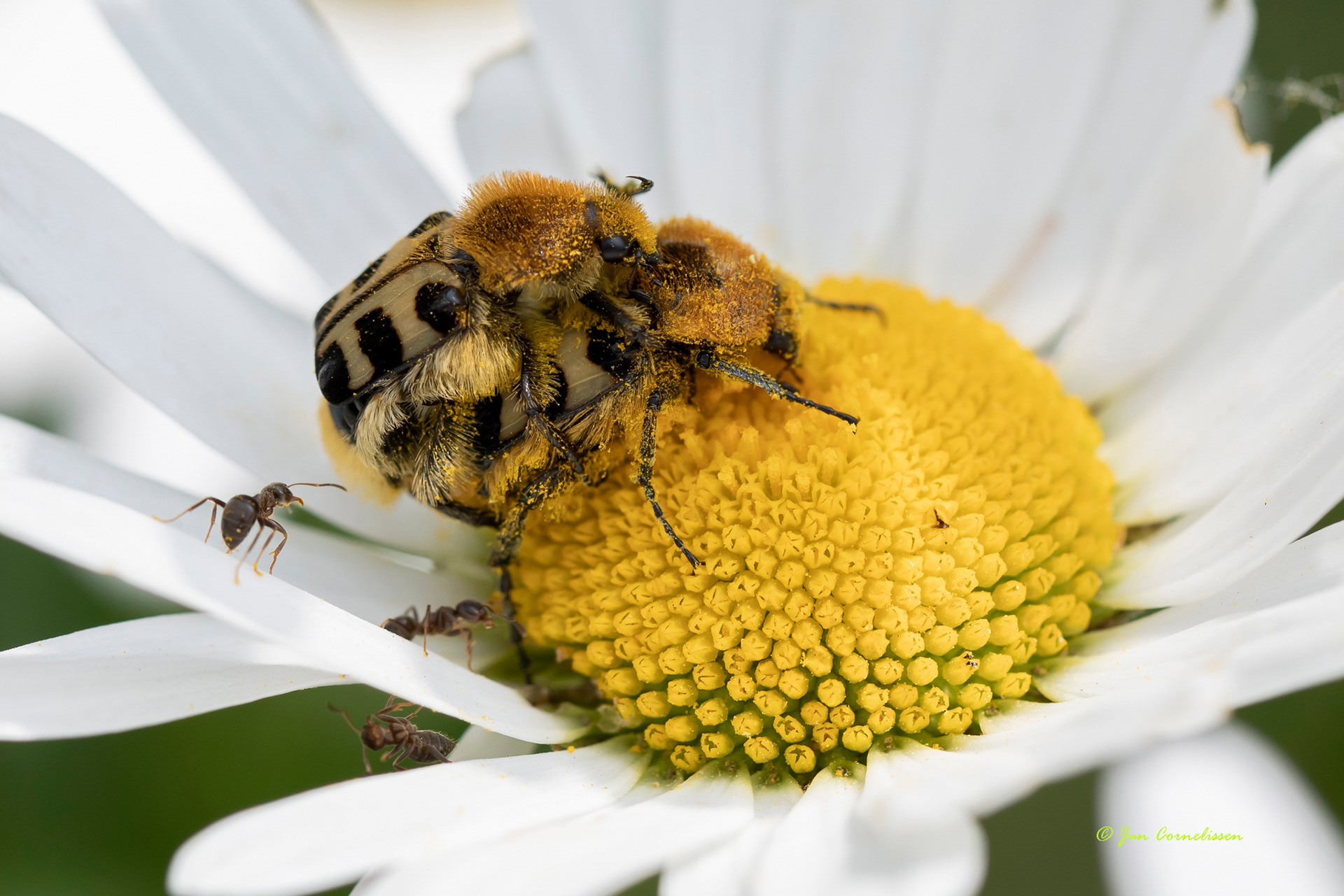 Penseelkevers - Trichius fasciatus (Pelt, B) 2021
