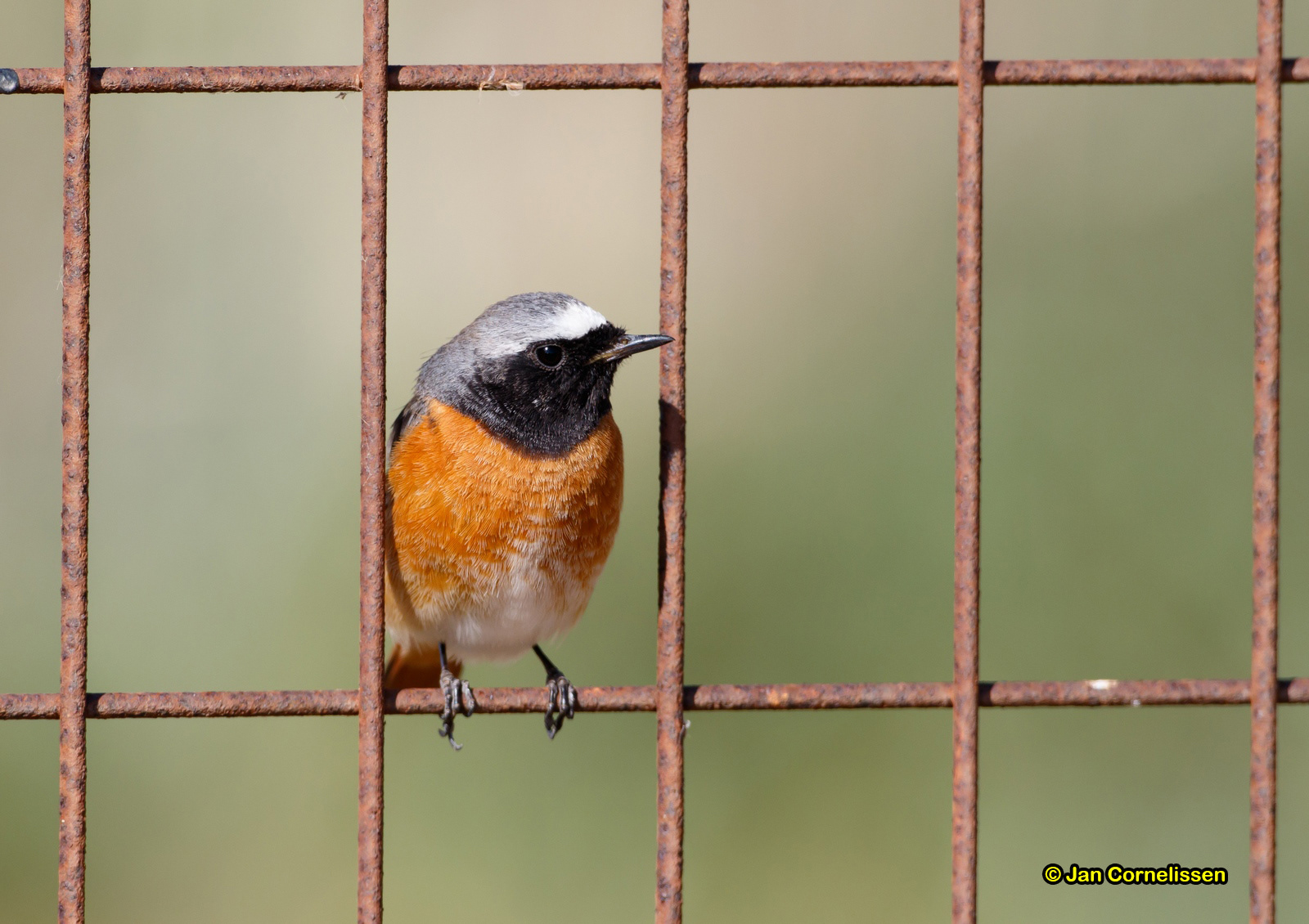 Gekraagde roodstaart - Redstart - Phoenicurus phoenicurus