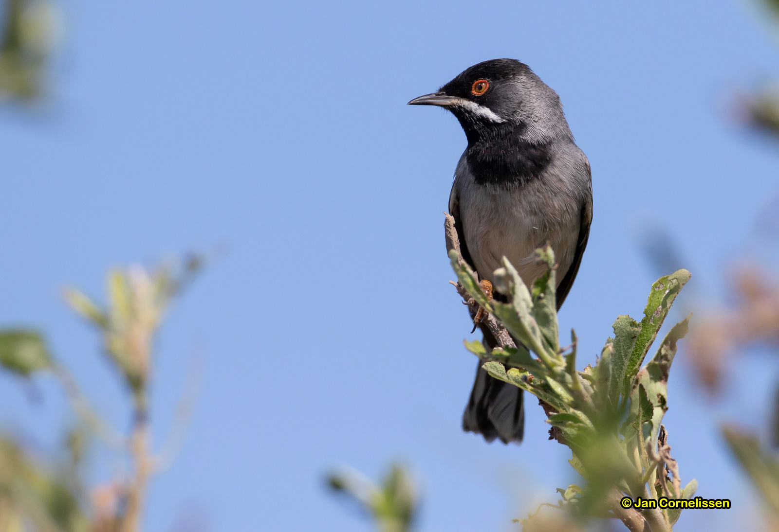 Rüppels grasmus - Rüppell's Warbler - Sylvia rueppelli