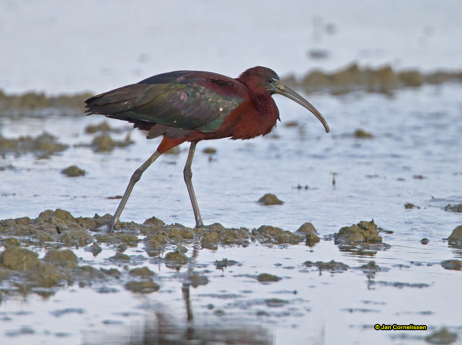 Zwarte ibis - Glossy Ibis - Plegadis falcinellus