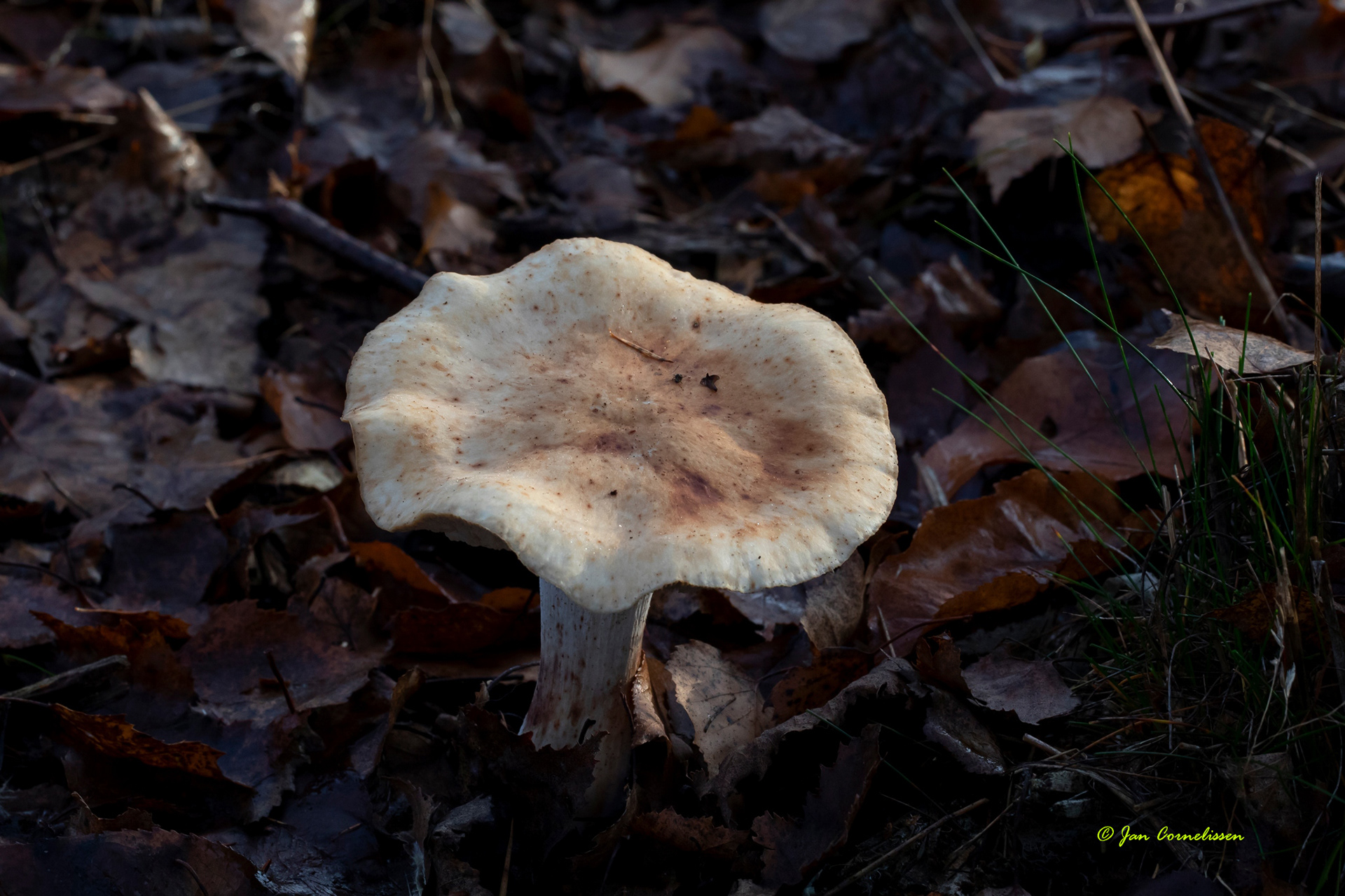 Narcisridderzwam 'Hechtel, B)