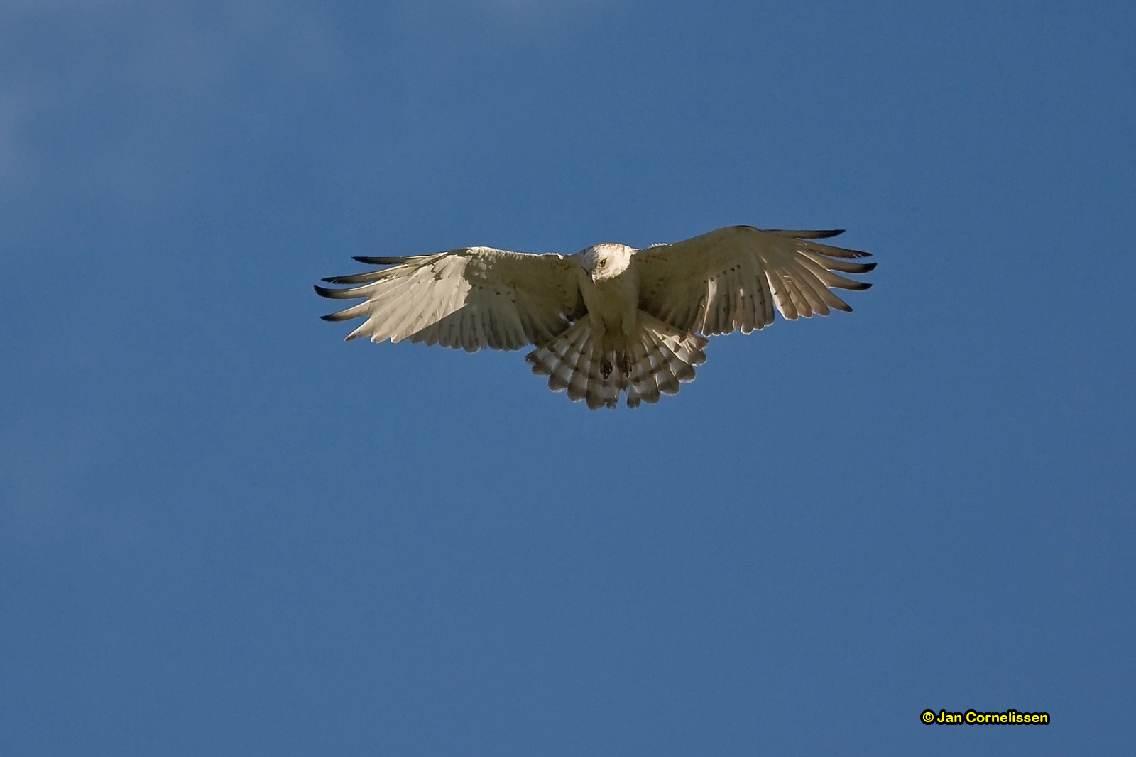 Slangenarend - Short-toed Eagle - Circaetus gallicus