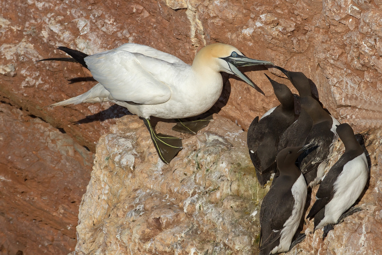 Jan-van-Gent - Gannet - Morus bassanus