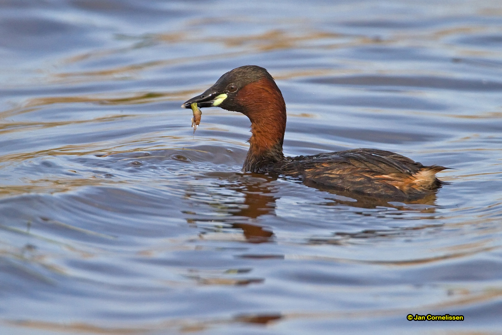 Dodaars - Little Grebe - Tachybaptus ruficollis