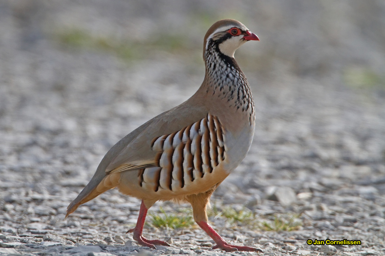 Rode patrijs - Red-legged Partridge - Alectoris rufa