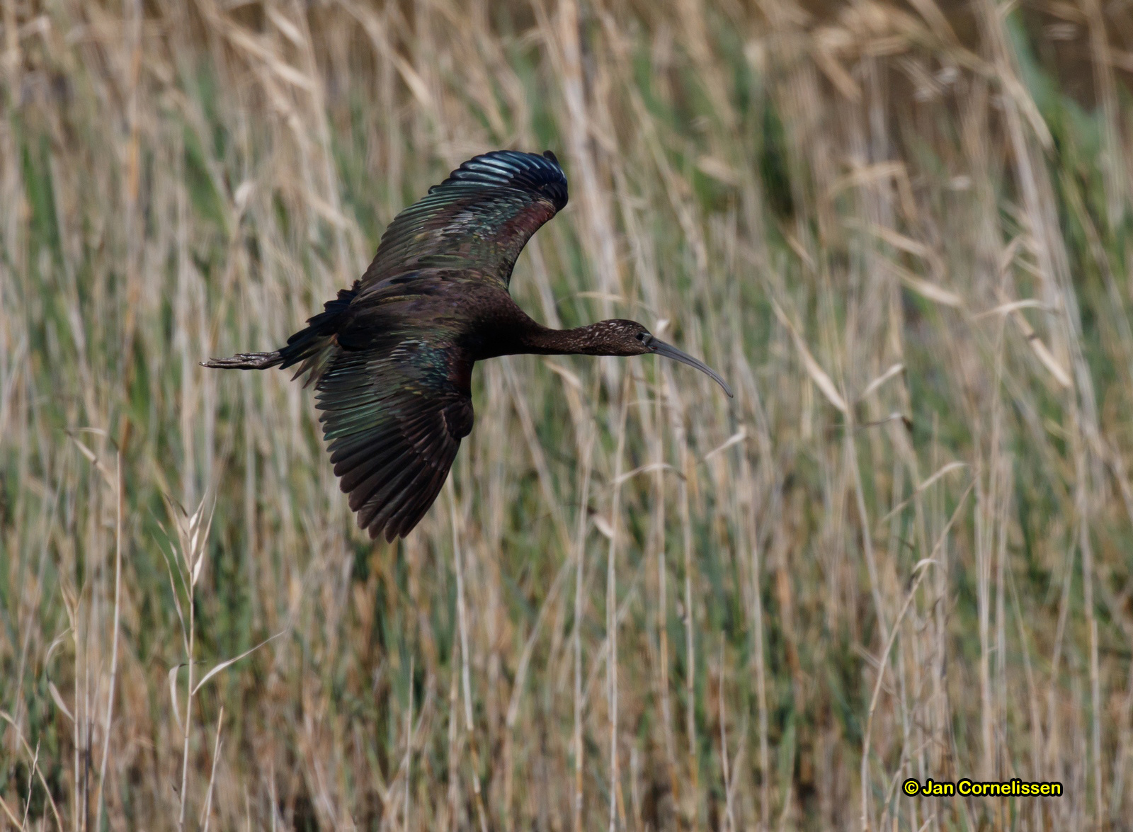 Zwarte ibis - Glossy Ibis - Plegadis falcinellus