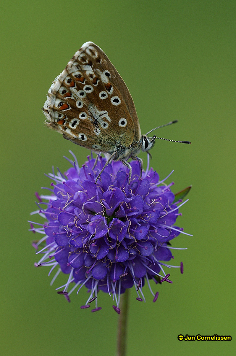 Bruin blauwtje - Aricia agestis (Viroinvallei, B) 2007