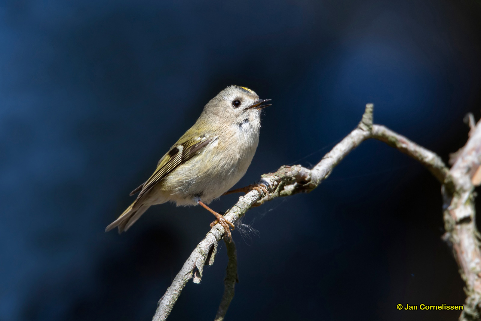 Goudhaan - Goldcrest - Regulus regulus (Pelt, B)