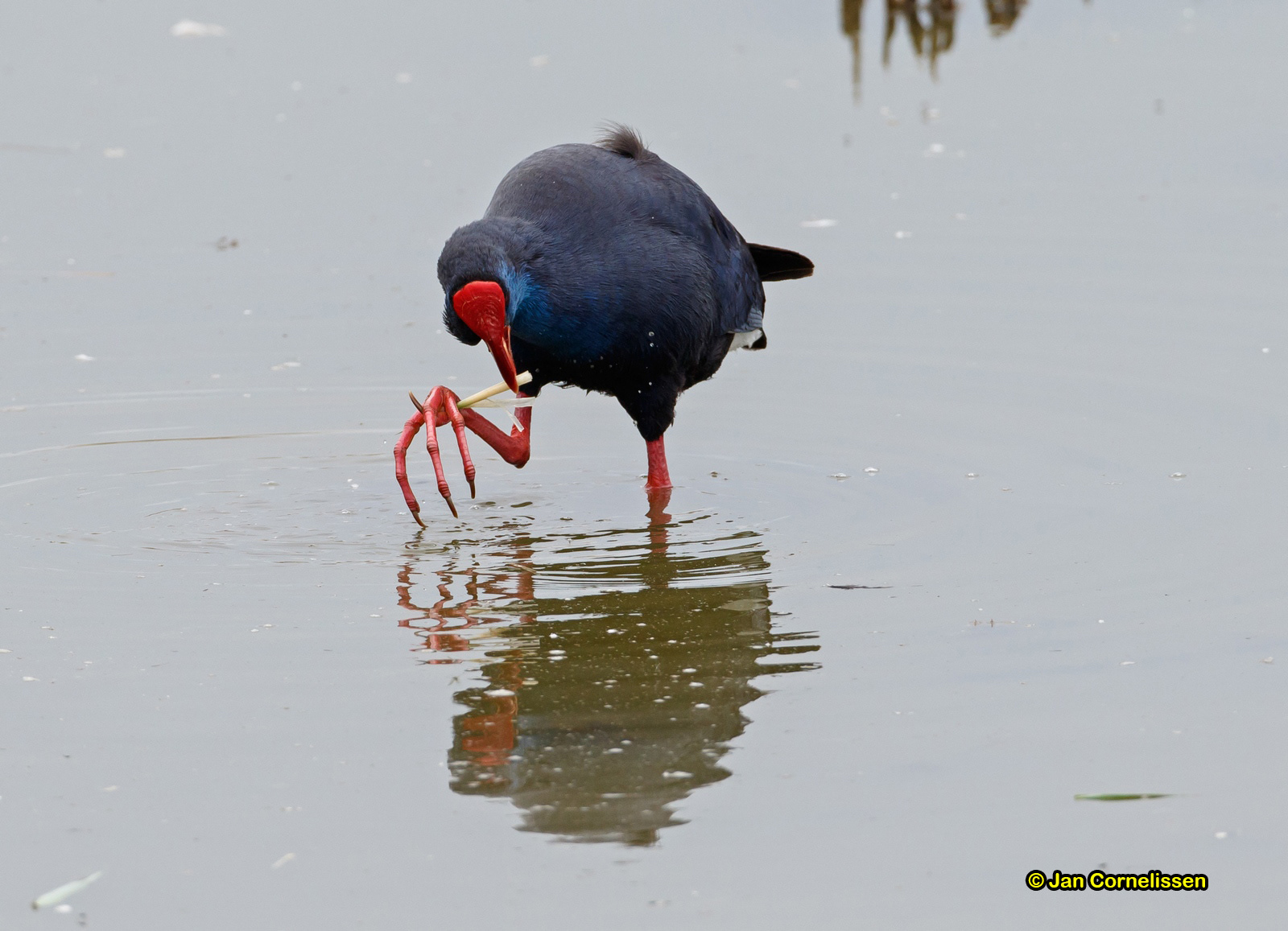 Purperkoet - Purple Gallinule - Porphyrio porphyrio