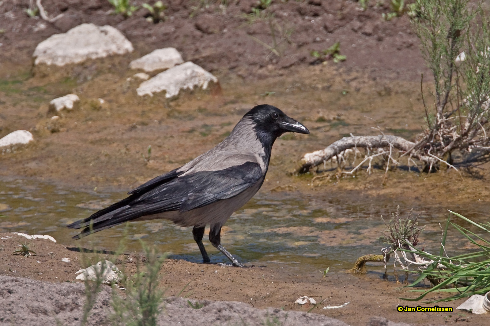 Bonte kraai - Carrion Crow - Corvus cornix