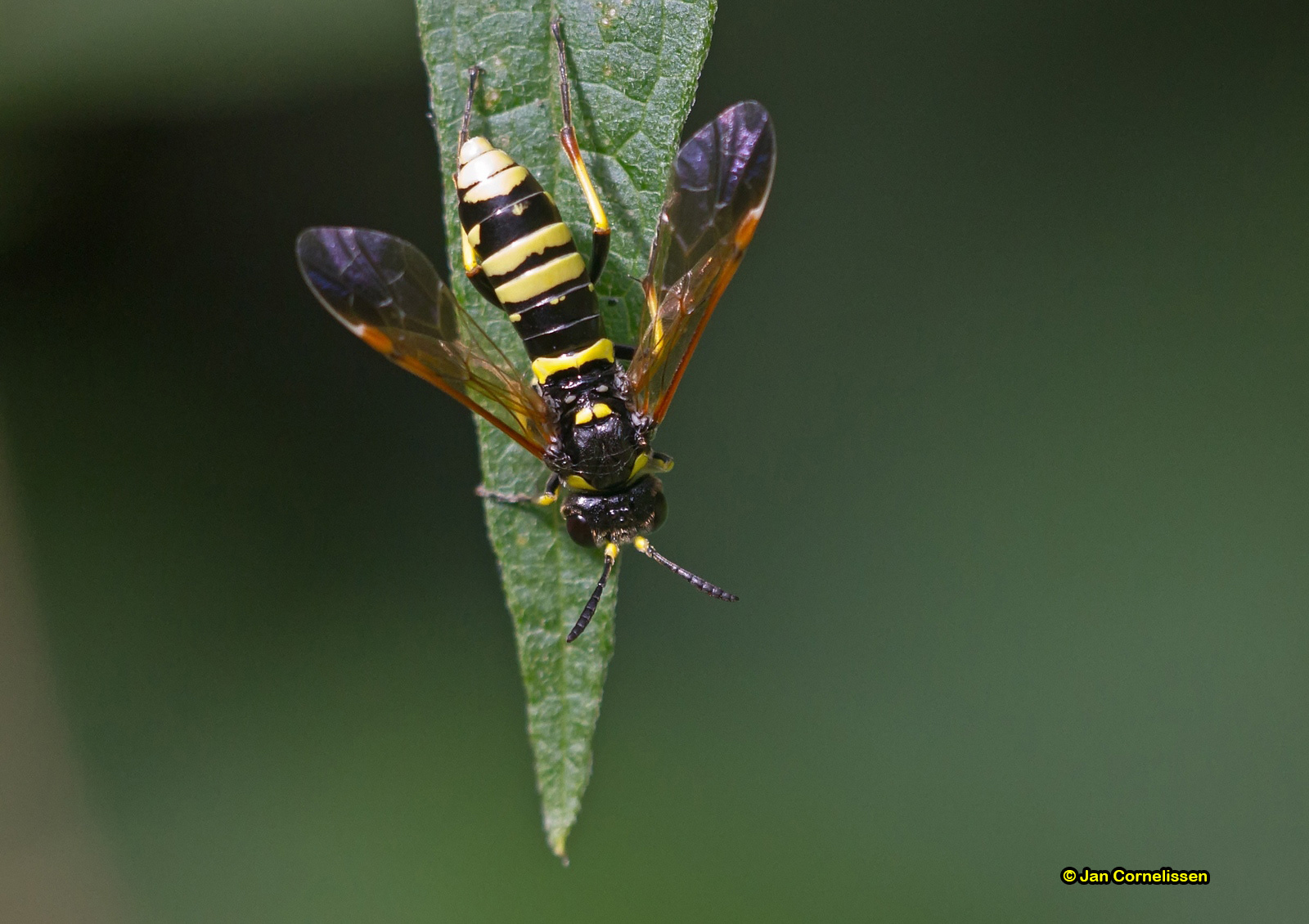 Blaaskopvlieg - Conops flavipes, 2012