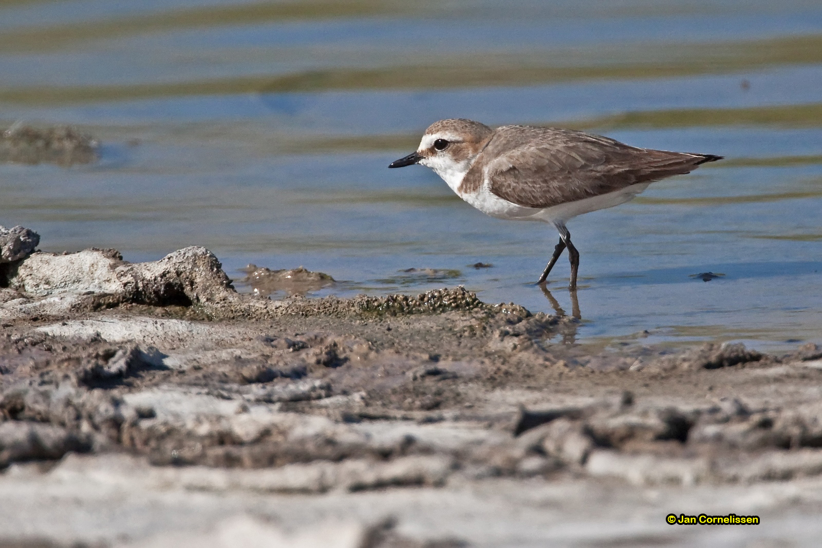Strandplevier - Kentish Plover - Charadrius alexandrinus