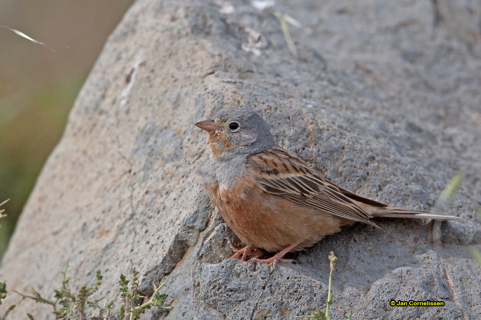 Bruinkeelortolaan - Cretzschmar's Bunting - Emberiza caesia