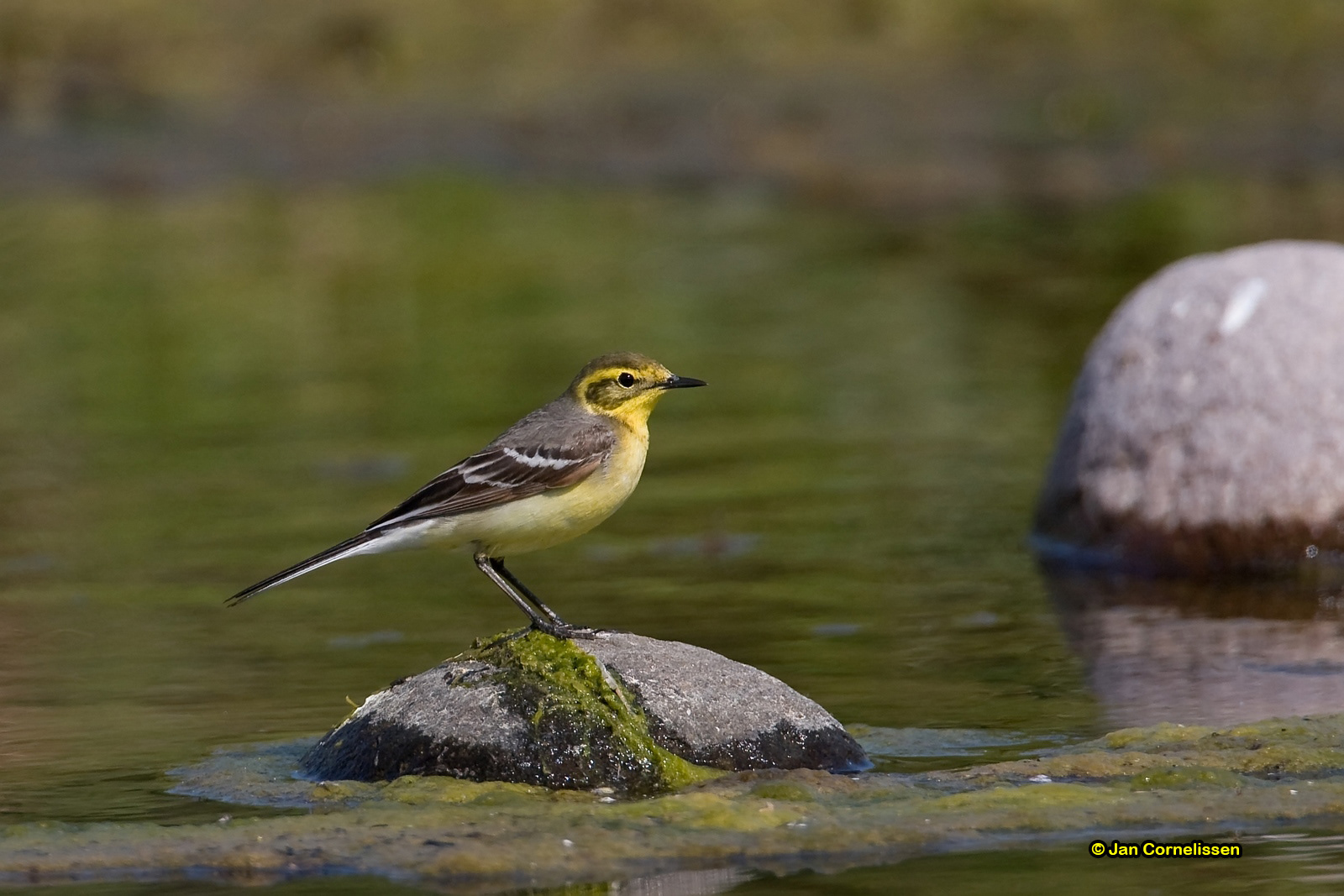 Citroenkwikstaart - Citrine Wagtail - Motacilla citreola