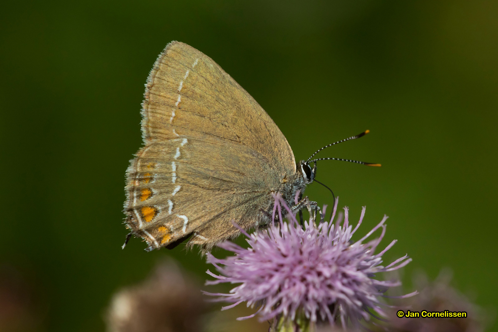 Bruine eikenpage - Satyrium ilicis (Pelt, B) 2017