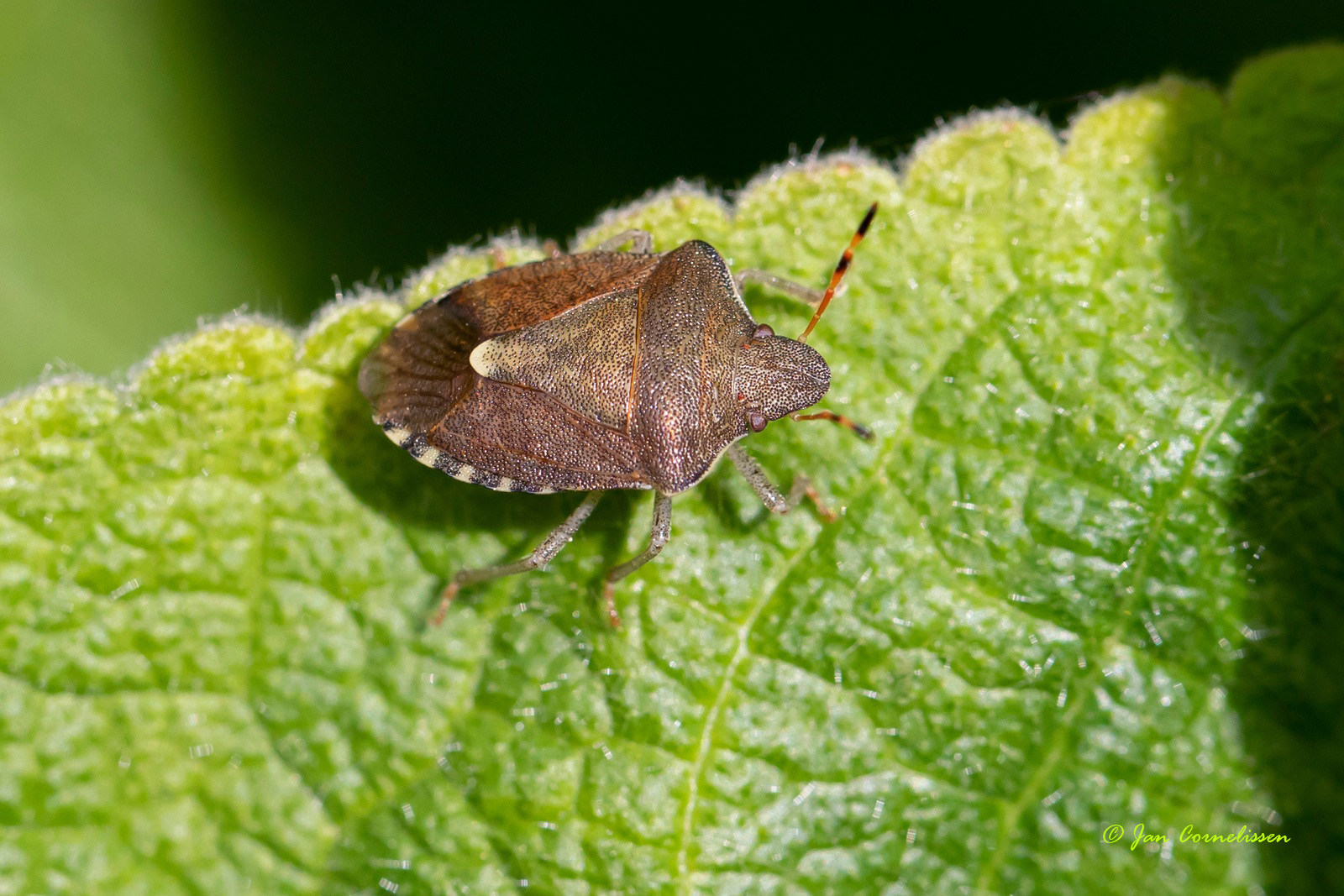 Zuidelijke schildwants - Peribalus strictus (Pelt, B) 2020