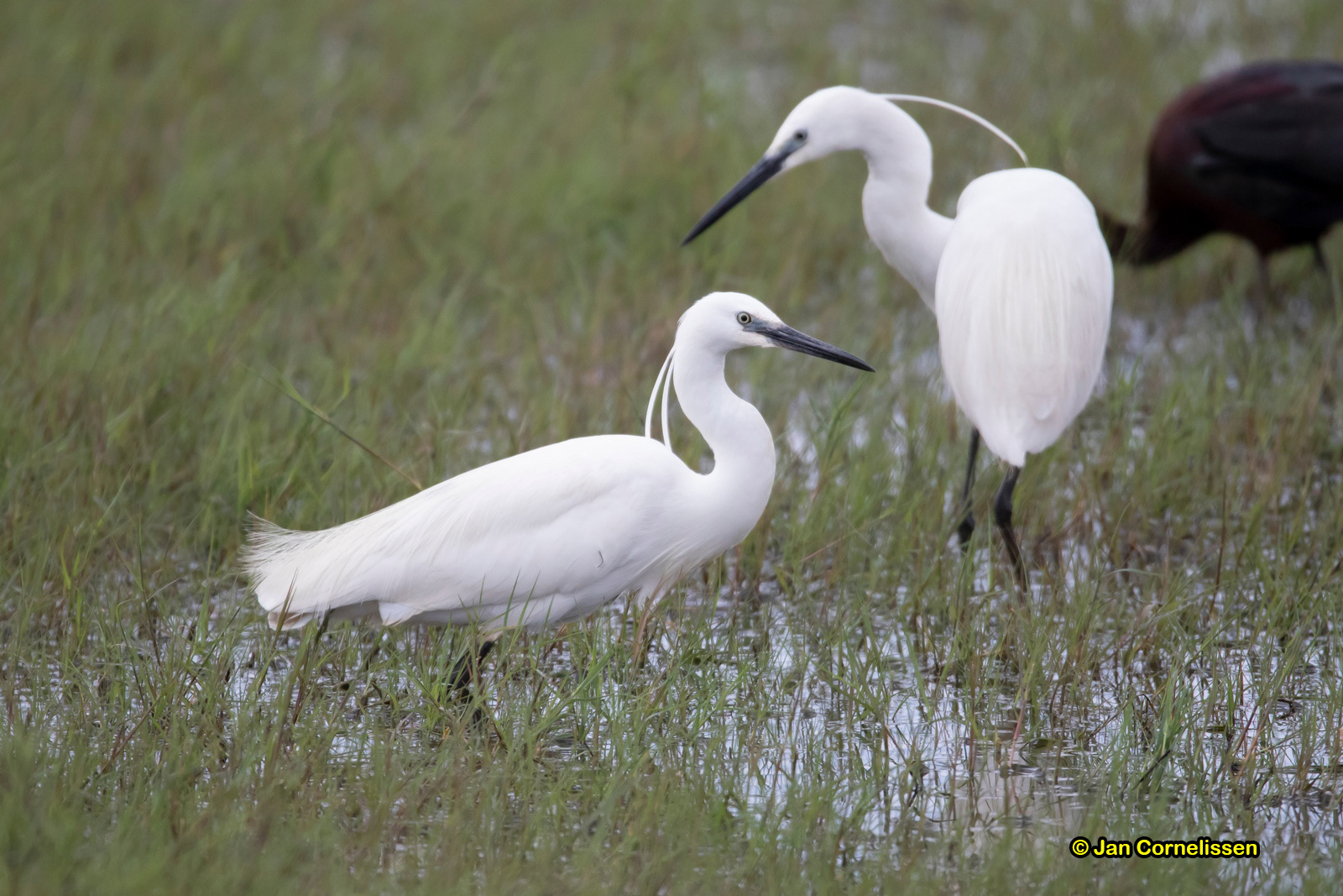 Kleine zilverreiger - Little Egret - Egretta garzetta (kust bij Mandr, GR), 8-6-2019
