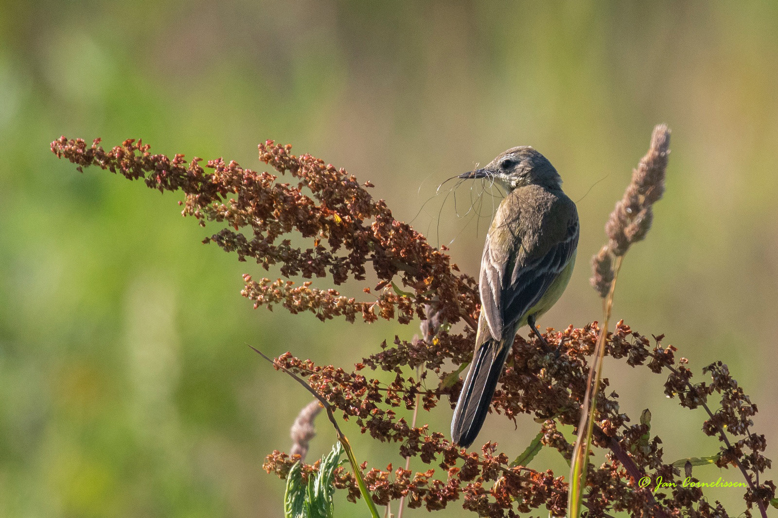 Gele kwikstaart- Yellow Wagtail - Motacilla flava (Kessenich, B)