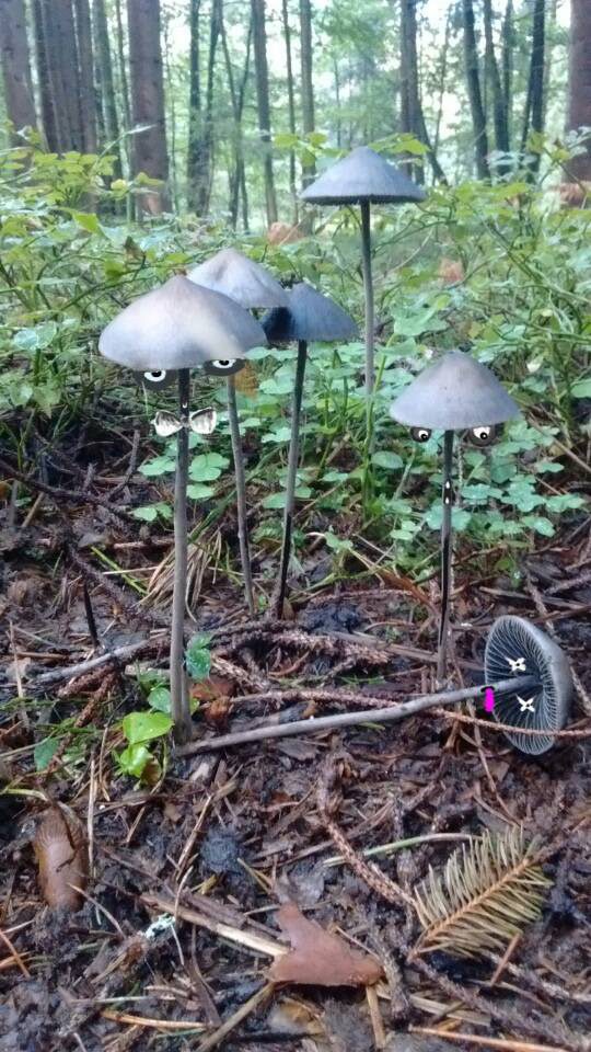 Todesfall unter Pilzen