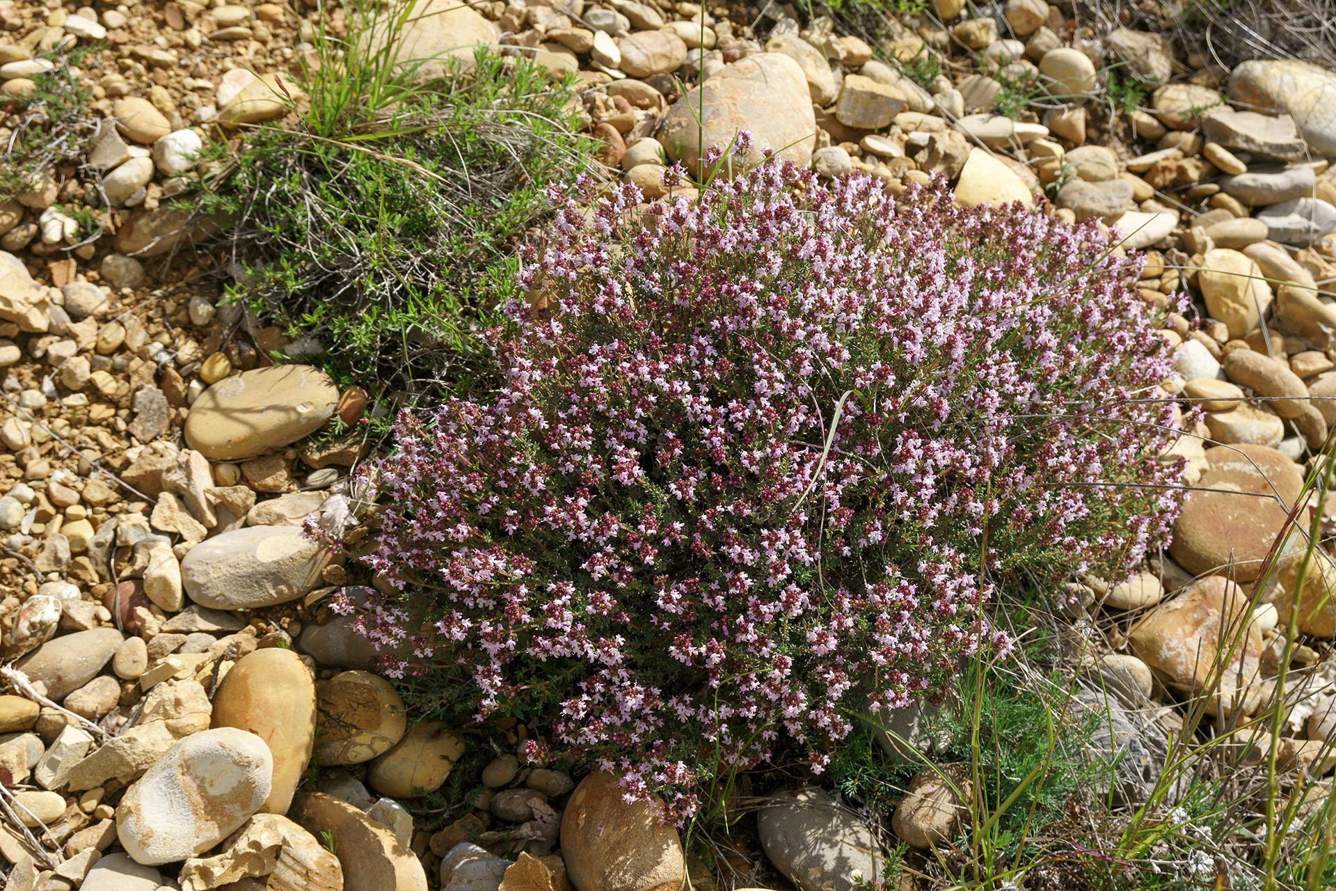 Thym sauvage