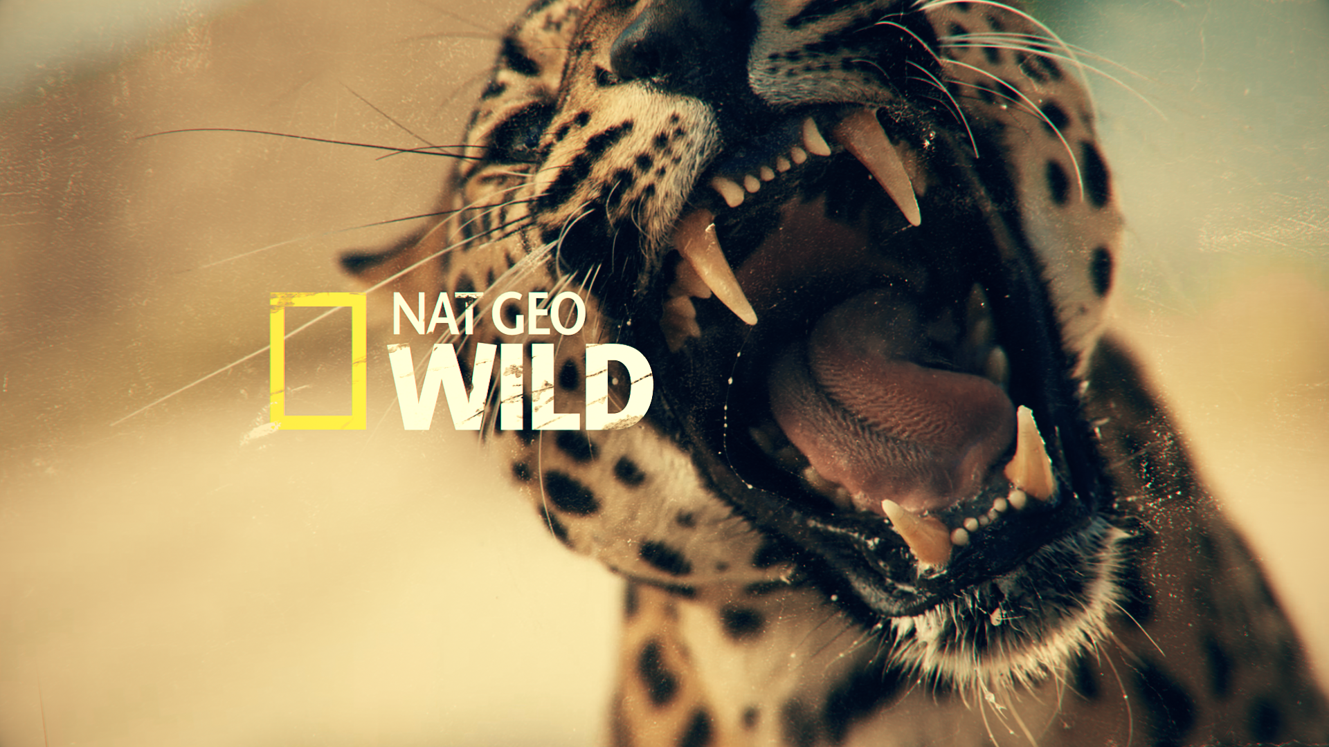 Philipp Bichsel Nat Geo Wild