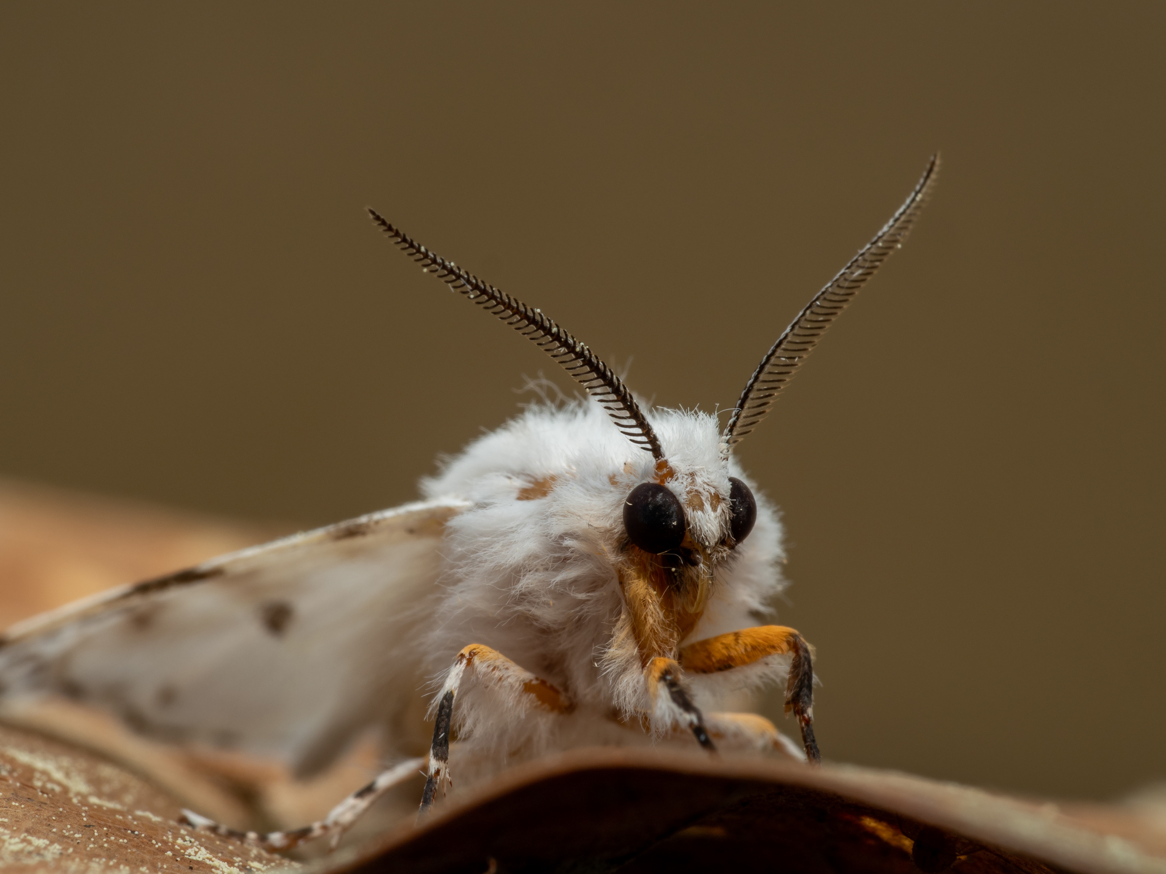 Agreeable Tiger Moth (Spilosoma Congrua)