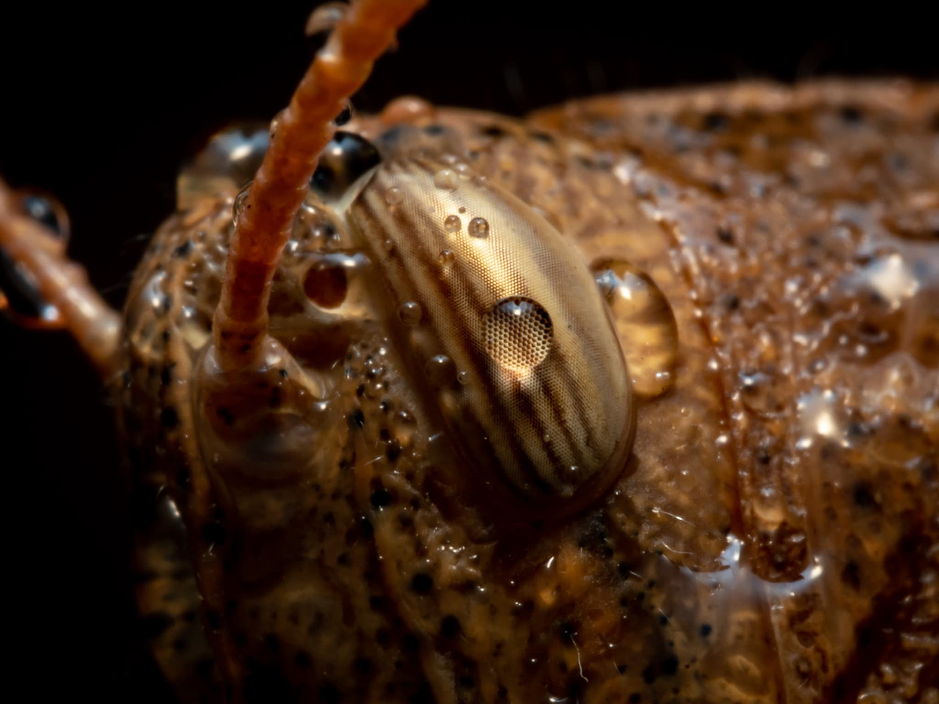 Mischievous Grasshopper in the rain. 