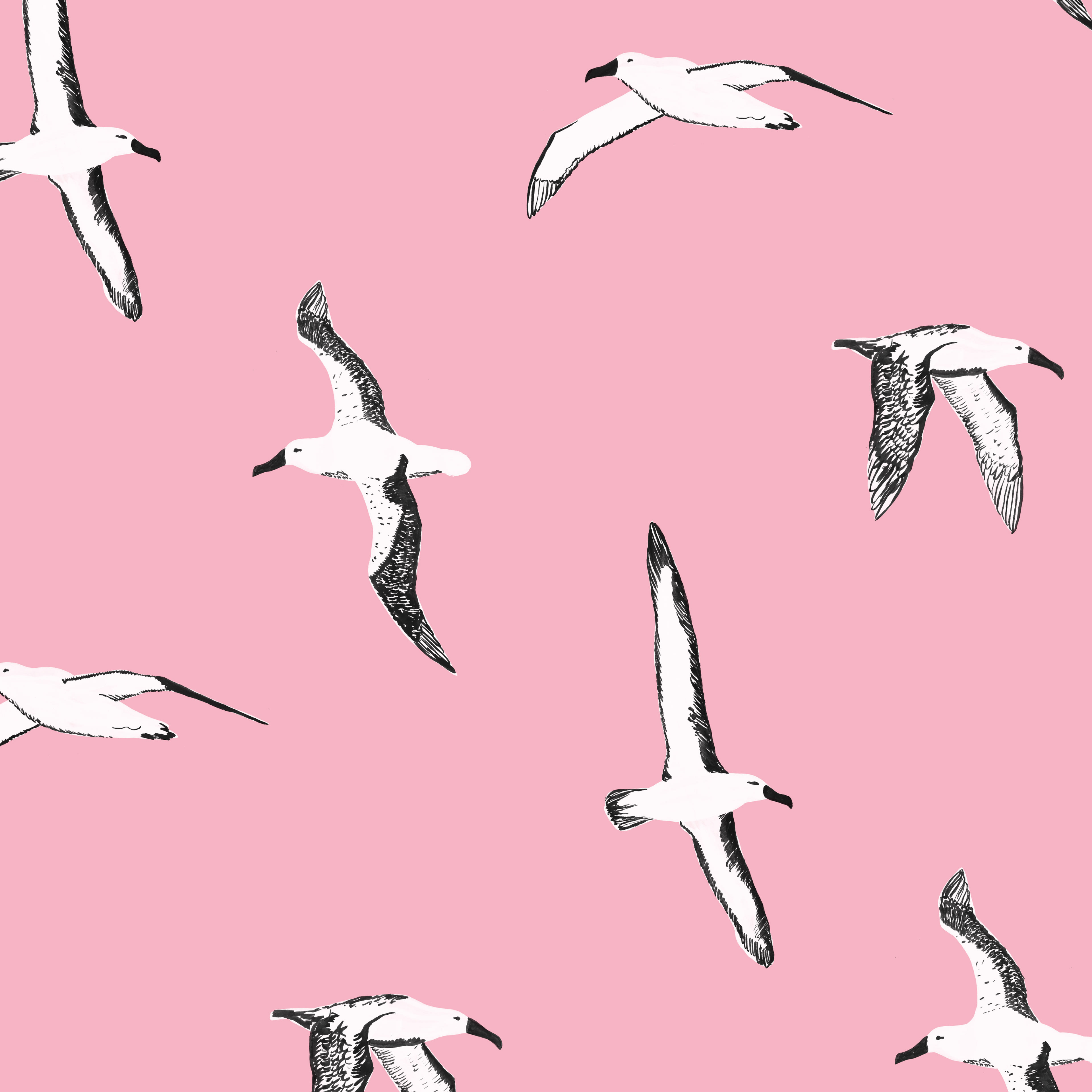 Albatross print by Gabrielle Neil
