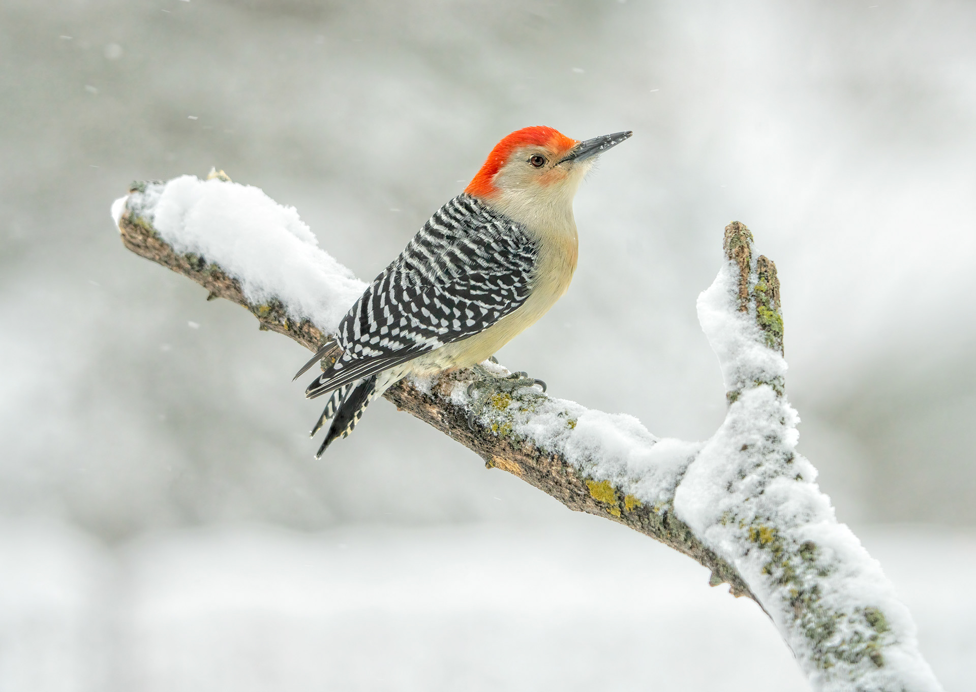 Red breasted Woodpecker