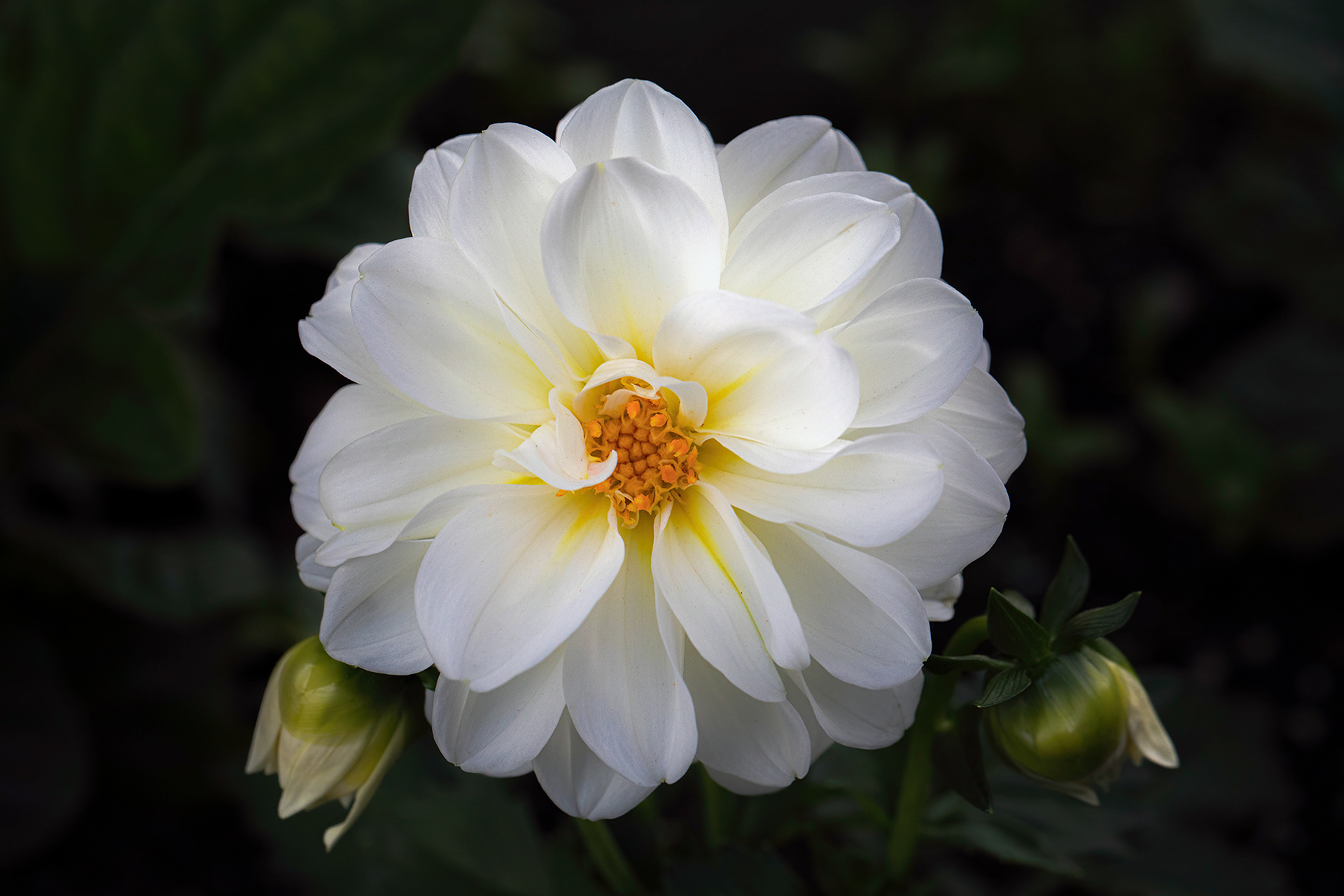 White Dahlia