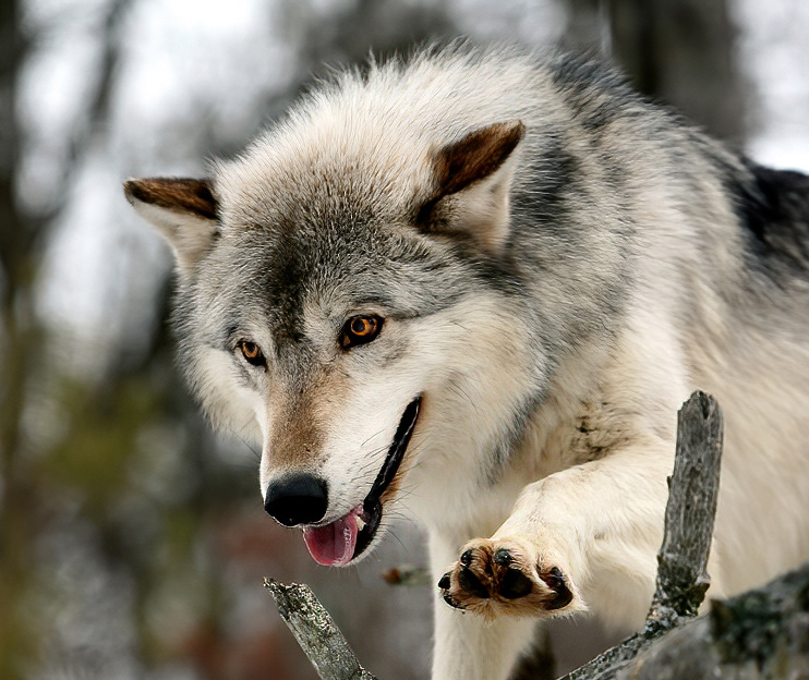 Grey Wolf 