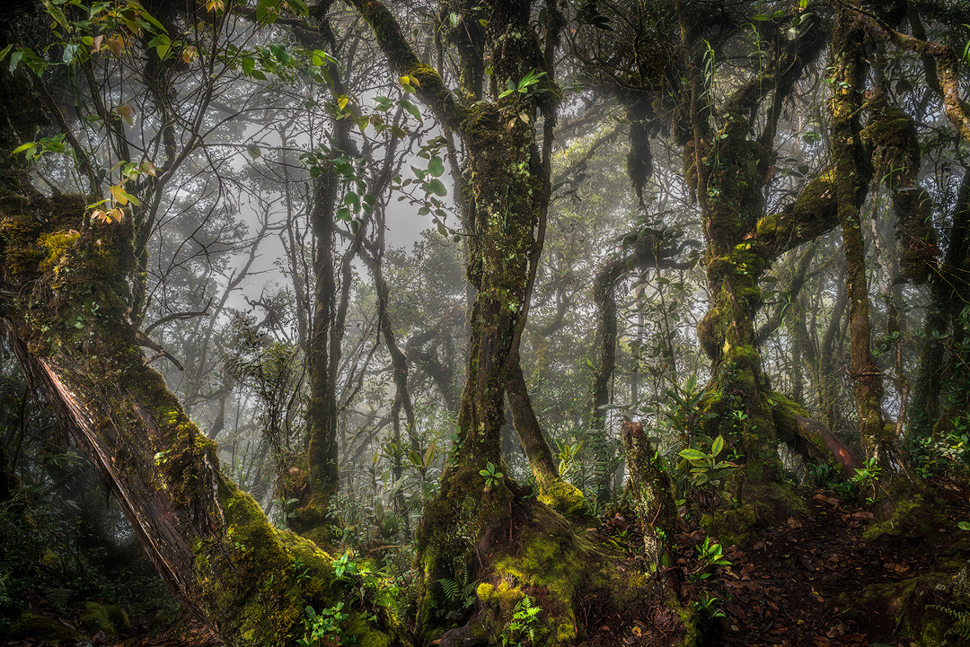 Mossy Forest, Cameron Highlands, MY