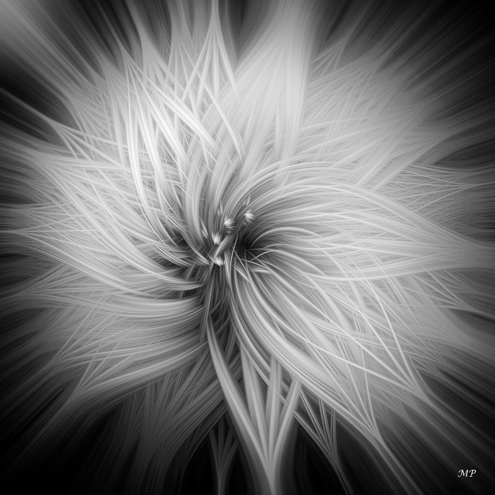 Fleur sauvage