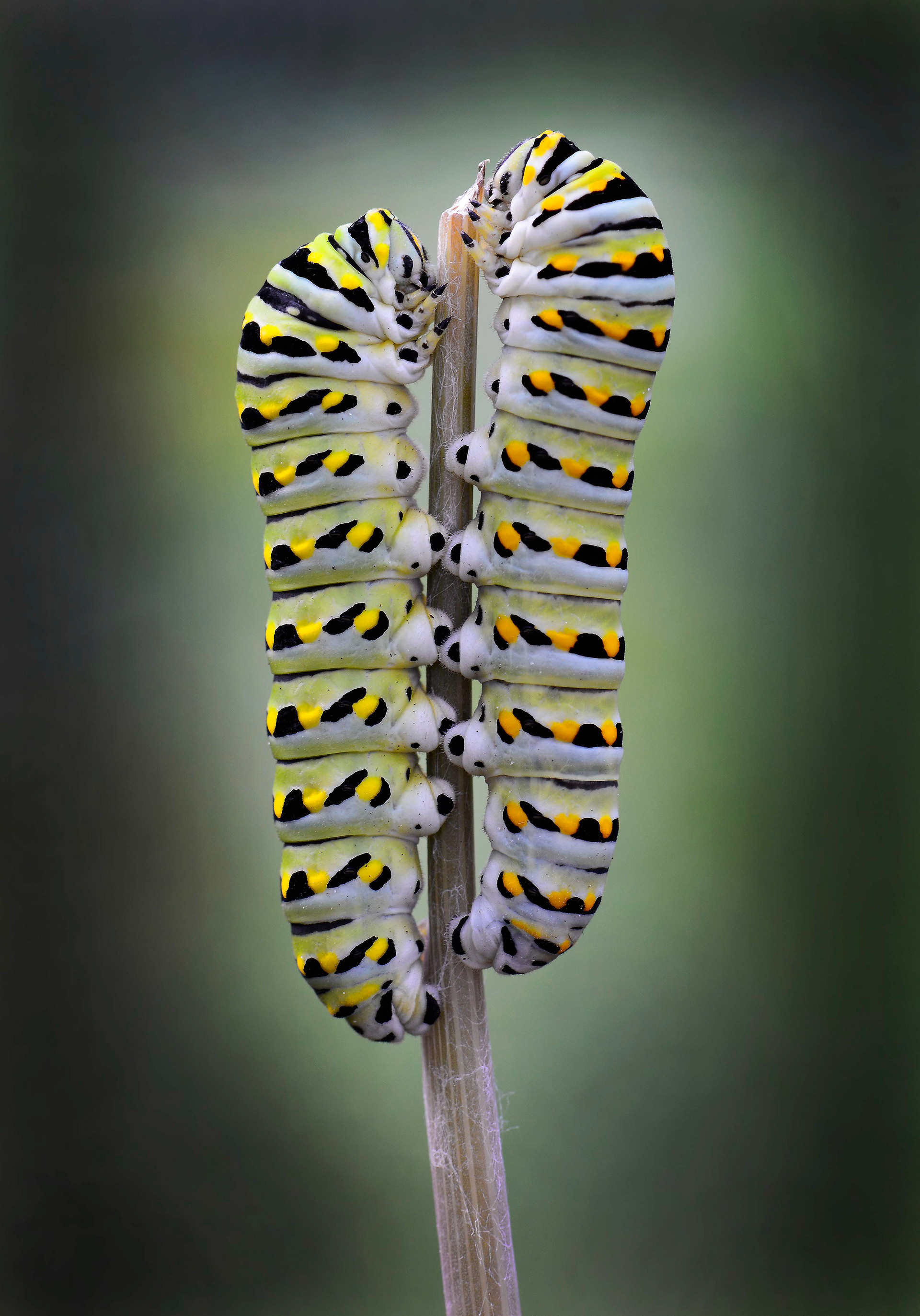 Caterpillars munching