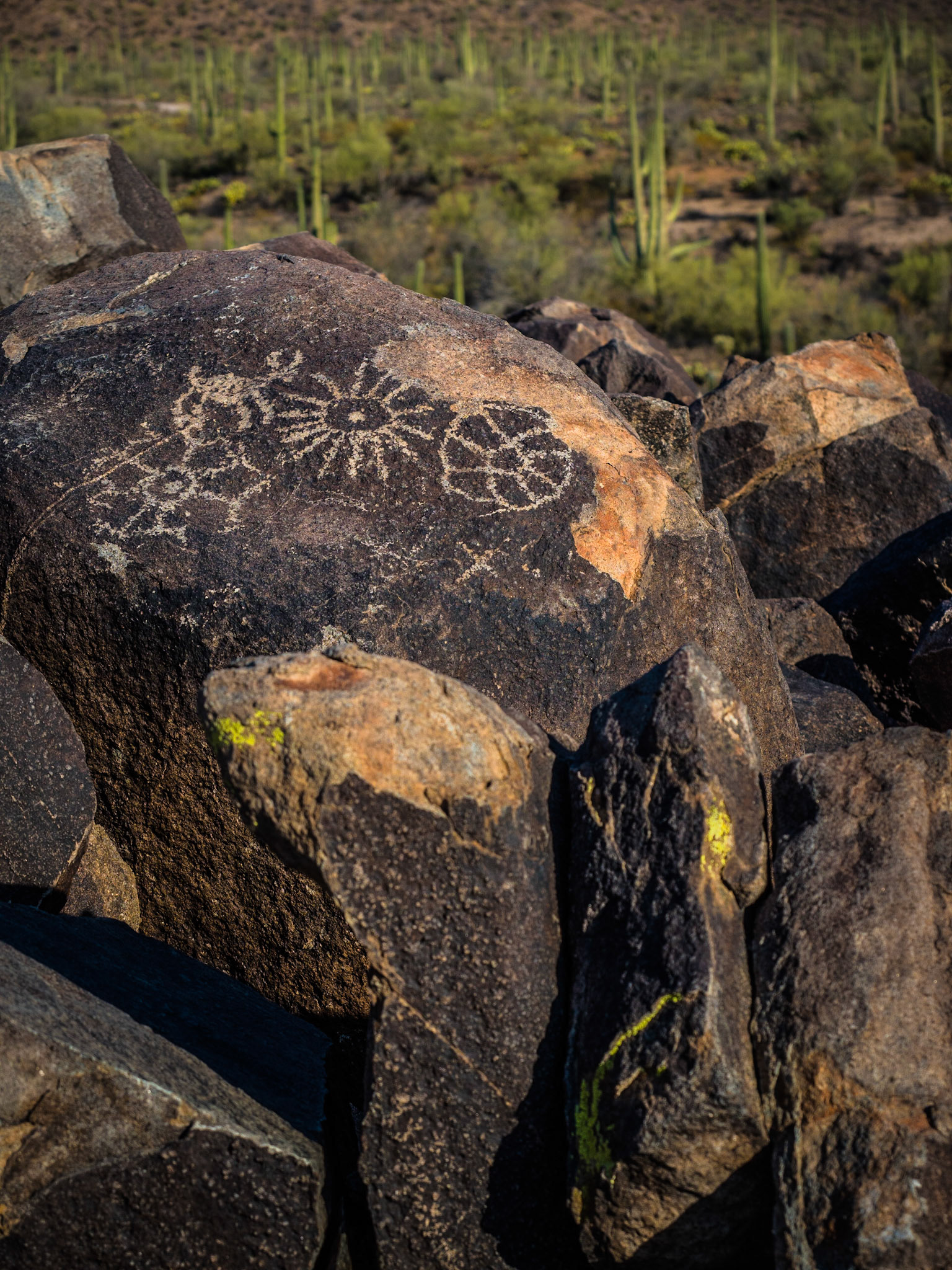 Saguaro National Park