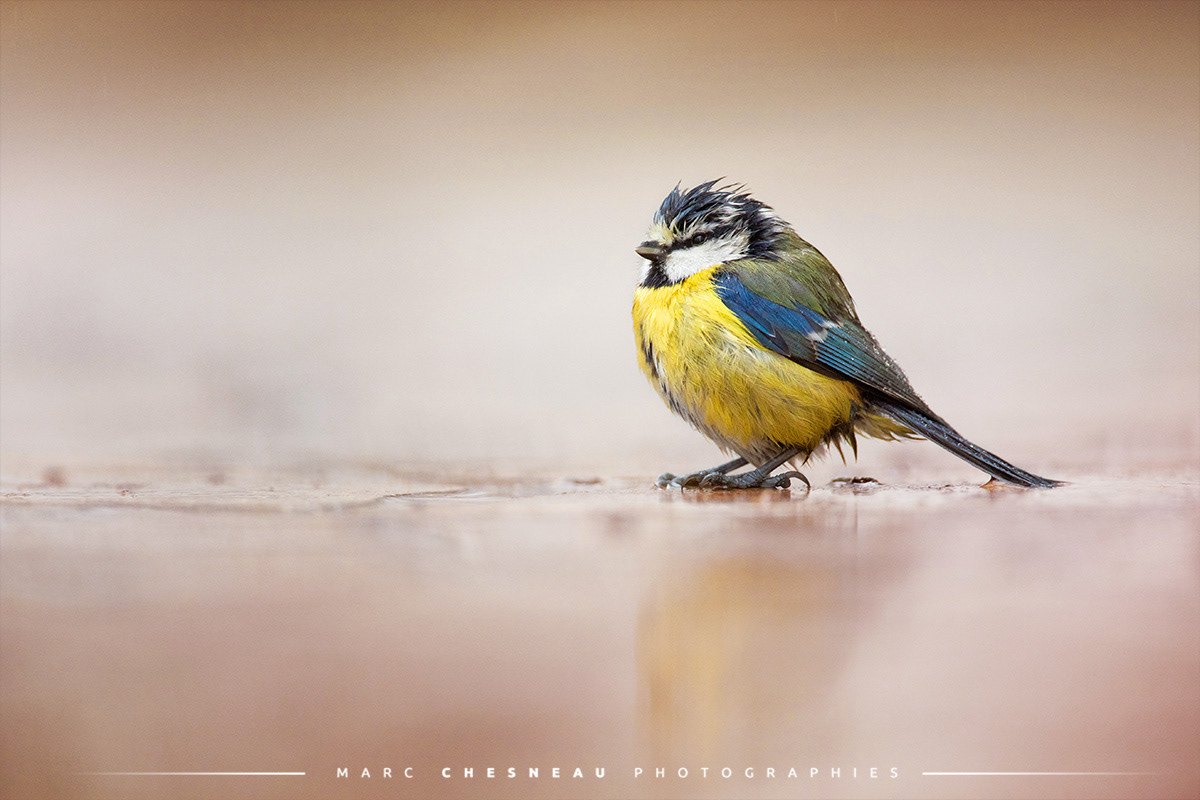 Mésange bleue après la douche