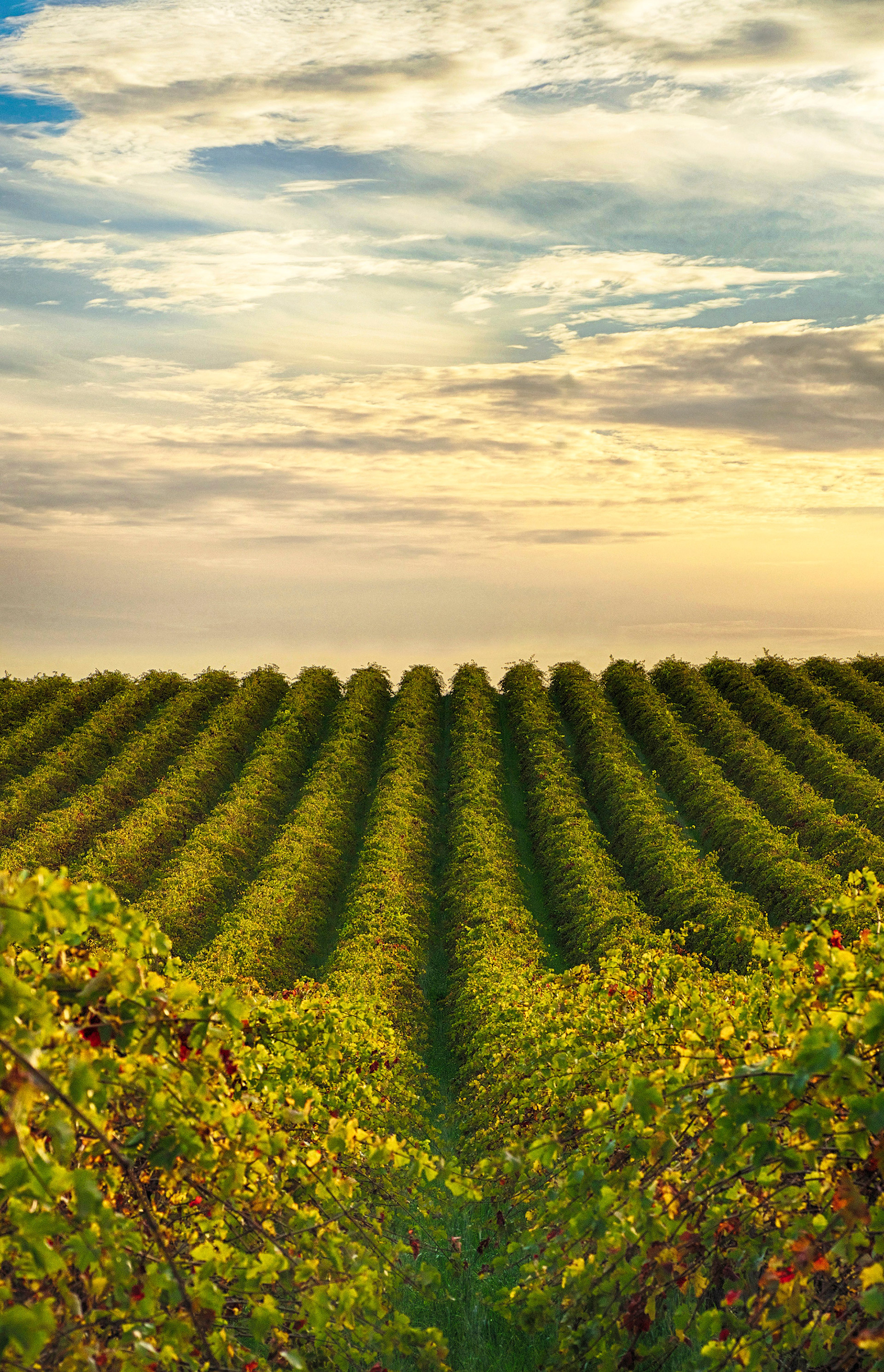 McLaren Vale, South Australia