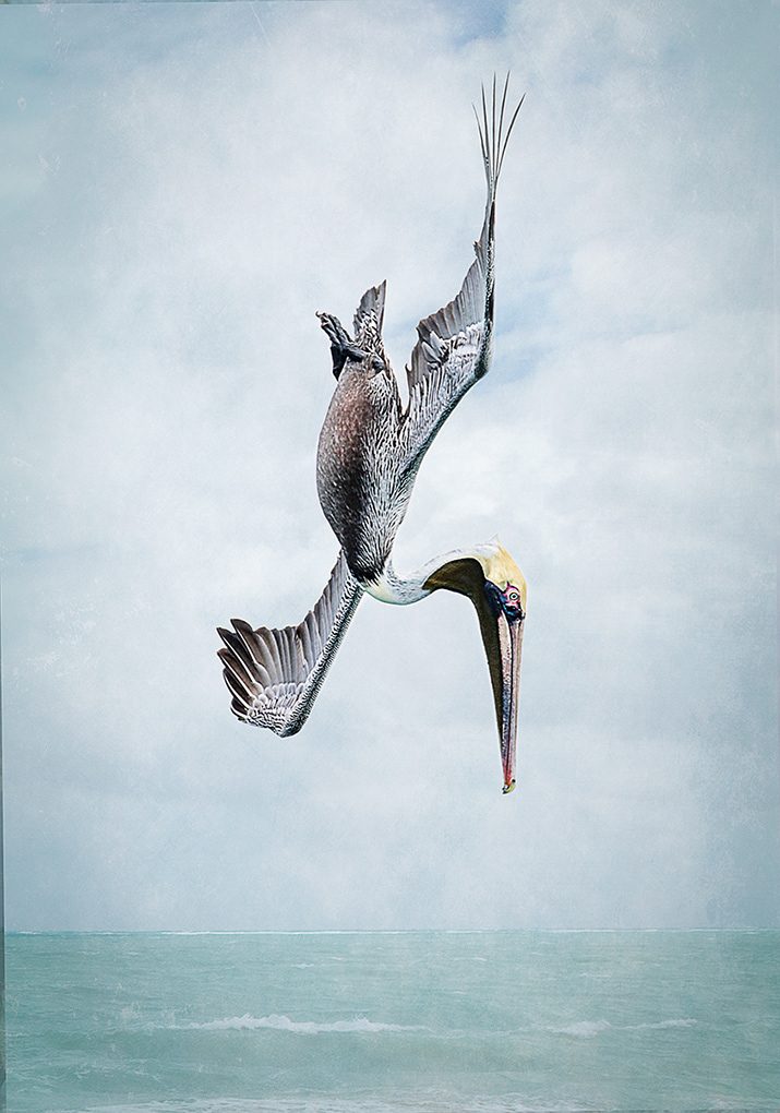 Diving Pelican