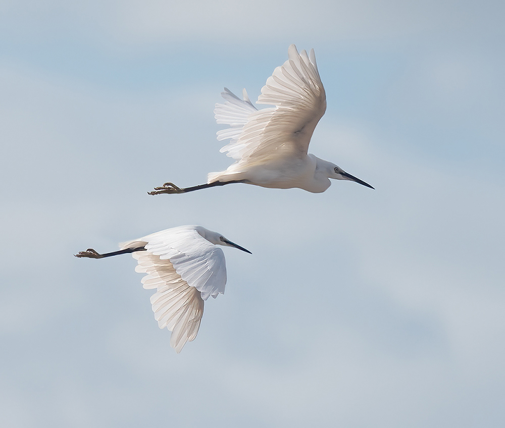 Little Egrets