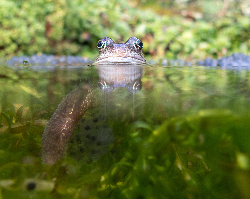 Frog