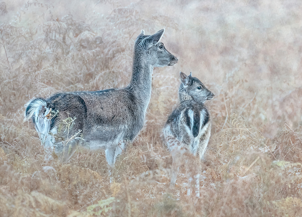 Fallow Deer