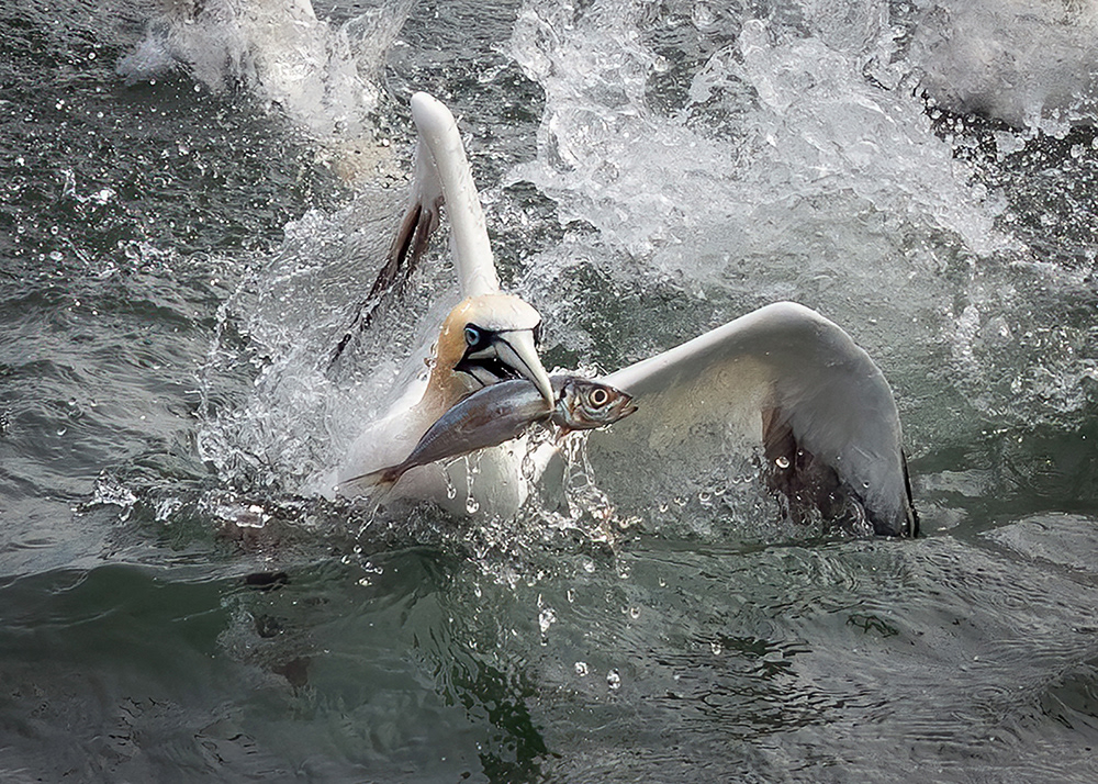Gannet Emerging with Fish