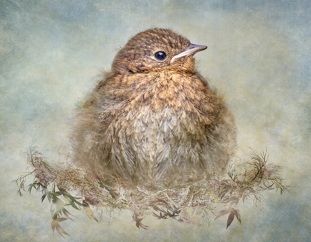 Juvenile Robin